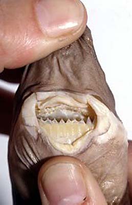 cookie cutter shark attacks on humans